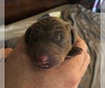 Small Photo #3 Doberman Pinscher Puppy For Sale in MOUNT STERLING, OH, USA