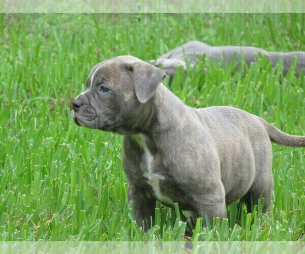 Medium Photo #1 American Bulldog Puppy For Sale in LULING, TX, USA