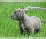 Small Photo #1 American Bulldog Puppy For Sale in LULING, TX, USA