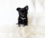 Small #5 Chihuahua
