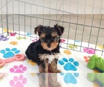 Luke - Male Yorkshire Terrier Puppy for Sale - Photo #7