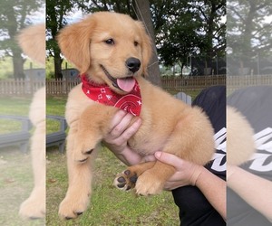 Golden Retriever Puppy for sale in CRANSTON, RI, USA
