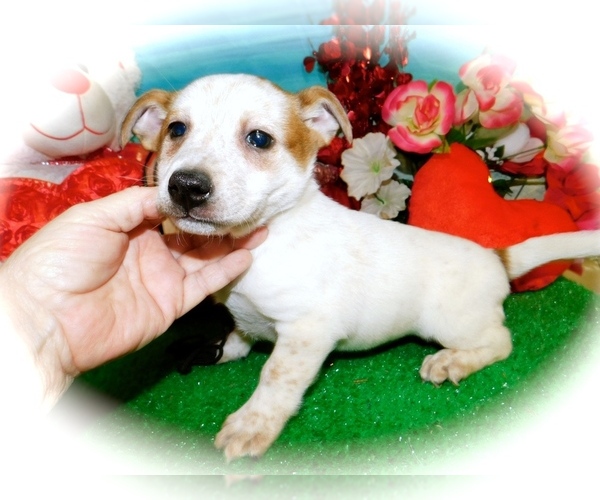 Medium Photo #4 Australian Cattle Dog-Jack-Rat Terrier Mix Puppy For Sale in HAMMOND, IN, USA