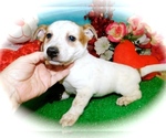 Small Photo #4 Australian Cattle Dog-Jack-Rat Terrier Mix Puppy For Sale in HAMMOND, IN, USA