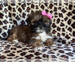 Small Photo #6 ShihPoo Puppy For Sale in LAKELAND, FL, USA