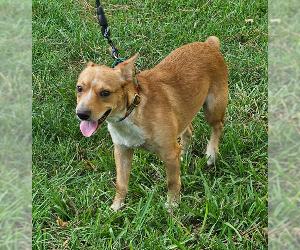 Medium Photo #4 Mutt Puppy For Sale in Cranston, RI, USA