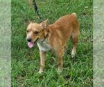 Small #3 Mutt