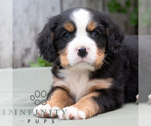 Medium Photo #1 Bernese Mountain Dog-Cavalier King Charles Spaniel Mix Puppy For Sale in RICHFIELD, PA, USA