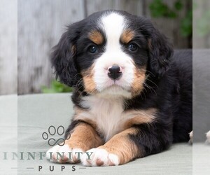 Bernese Mountain Dog-Cavalier King Charles Spaniel Mix Puppy for sale in RICHFIELD, PA, USA