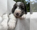 Small #1 Goldendoodle