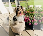 Small #5 Biewer Terrier