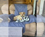 Small #1 Dachshund Mix