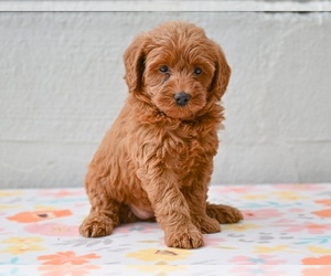 Poodle (Miniature) Puppy for sale in MILLERSBURG, OH, USA