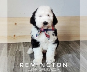 Medium Sheepadoodle