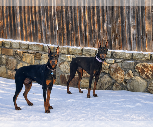 Medium Photo #1 Doberman Pinscher Puppy For Sale in MCKINNEY, TX, USA