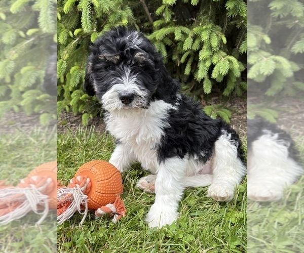 Medium Photo #2 Bernedoodle Puppy For Sale in MIDDLEBURY, IN, USA