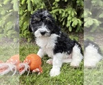 Small #1 Bernedoodle