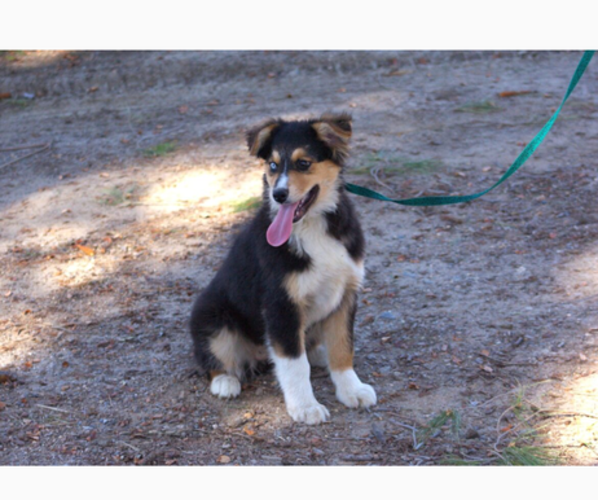 Medium Photo #25 Australian Shepherd Puppy For Sale in ACTON, CA, USA