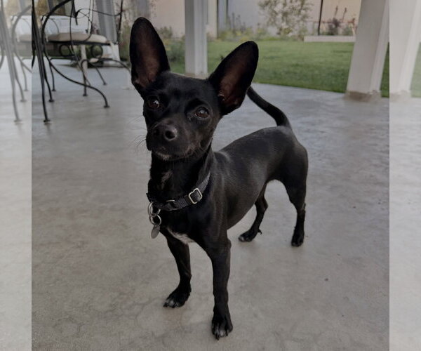 Medium Photo #3 Chihuahua Puppy For Sale in Menifee, CA, USA