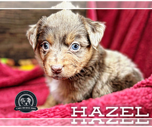 Miniature Australian Shepherd Puppy for Sale in RIVERBANK, California USA