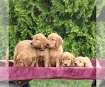 Small #1 Golden Irish