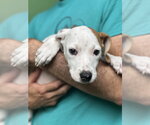 Small #1 Mutt