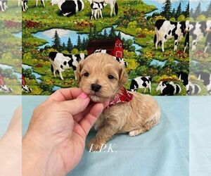 Maltipoo Puppy for sale in WINNSBORO, LA, USA