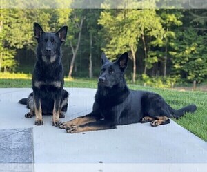Father of the German Shepherd Dog puppies born on 06/16/2022