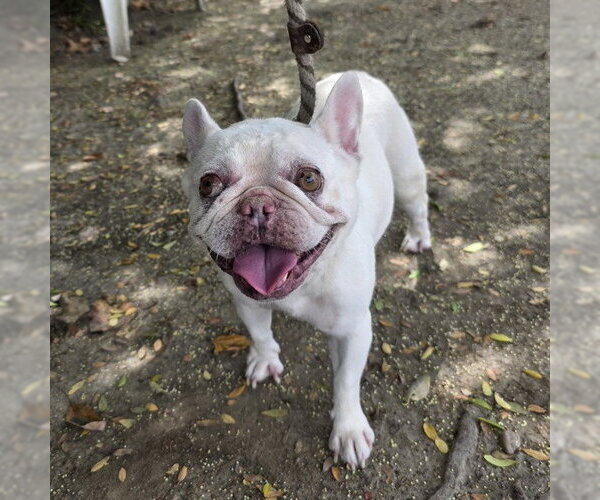 Medium Photo #1 French Bulldog Puppy For Sale in Long Beach, CA, USA