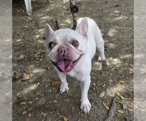 French Bulldog Dogs for adoption in Long Beach, CA, USA