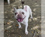 Small French Bulldog