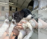 Small #4 Poodle (Standard)