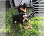 Small #4 Bulldog-German Shepherd Dog Mix