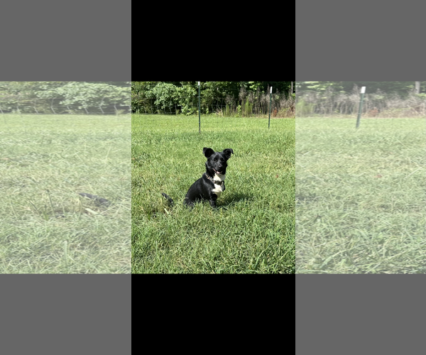 Medium Photo #3 Mutt Puppy For Sale in McDonough, GA, USA