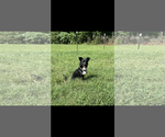 Small #2 Mutt