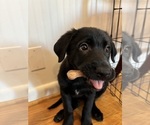 Puppy Violet Shepradors