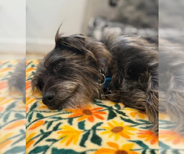 Medium Photo #2 Mutt Puppy For Sale in San Diego, CA, USA