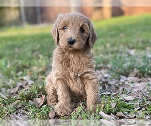 Goldendoodle Puppy for sale in CANON, GA, USA