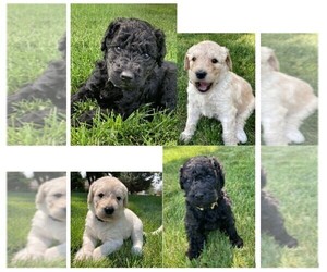 Labradoodle Puppy for sale in CENTERVILLE, NV, USA