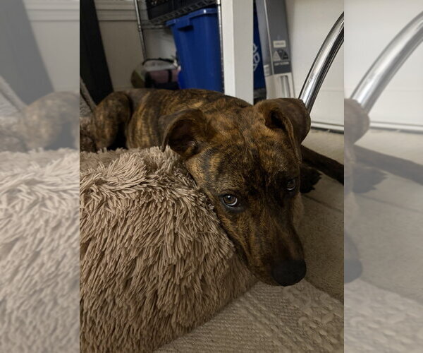 Medium Photo #4 Mutt Puppy For Sale in Springdale, PA, USA