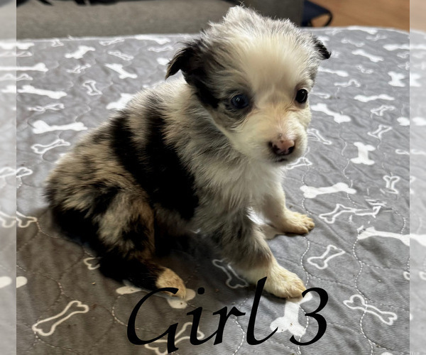 Medium Photo #97 Miniature Australian Shepherd Puppy For Sale in SALISBURY, NC, USA