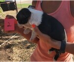 Small Photo #6 Boston Terrier Puppy For Sale in CALDWELL, TX, USA