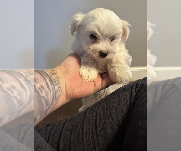 Medium Photo #1 Maltichon Puppy For Sale in CONWAY, SC, USA