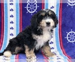 Small Photo #4 Miniature Bernedoodle Puppy For Sale in CLAY, PA, USA