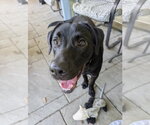 Small #2 Labrador Retriever