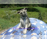 Small #4 German Shepherd Dog