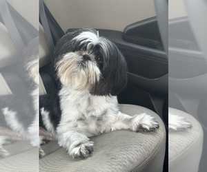 Father of the Shih Tzu puppies born on 09/06/2025