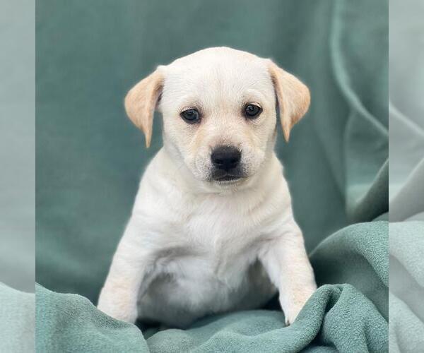 Medium Photo #1 Labrador Retriever-Unknown Mix Puppy For Sale in San Diego, CA, USA