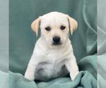 Small Labrador Retriever Mix
