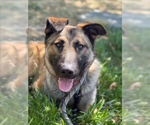 German Shepherd Dog Dogs for adoption in Woodland, CA, USA